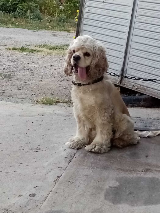 Американски кокер шпаньол за разплод