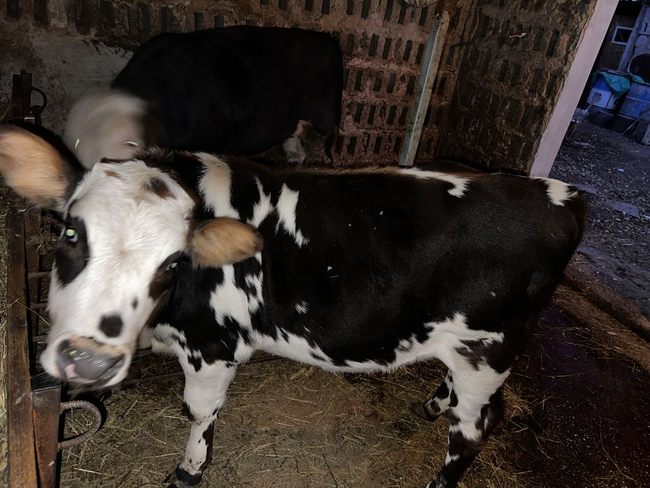 Vaca de vanzare si viteii