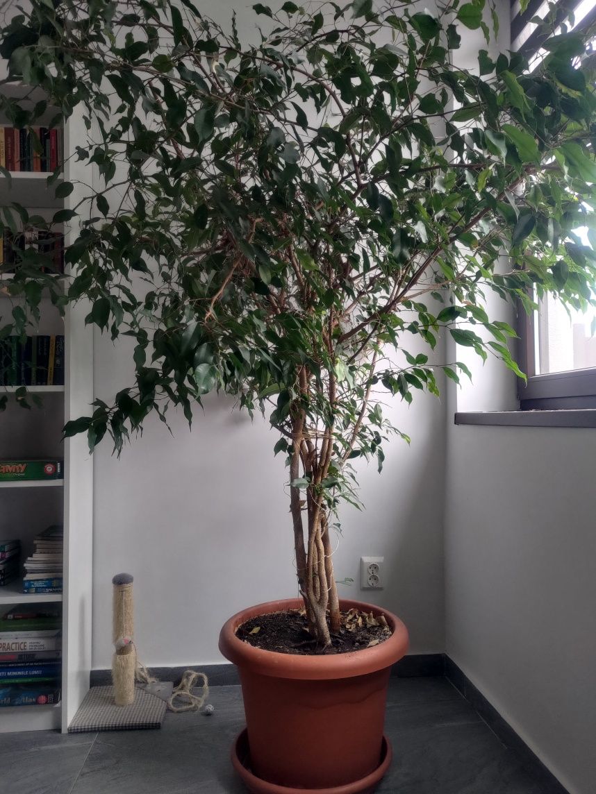 Ficus Benjamin 2m