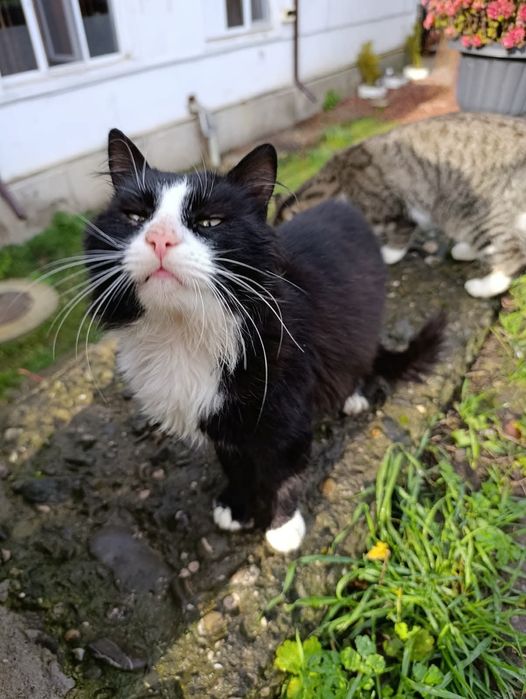 Donez norvegian de padure