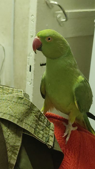 Продам говорящего попугая