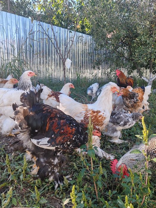 Păsări Brahma diferite culori