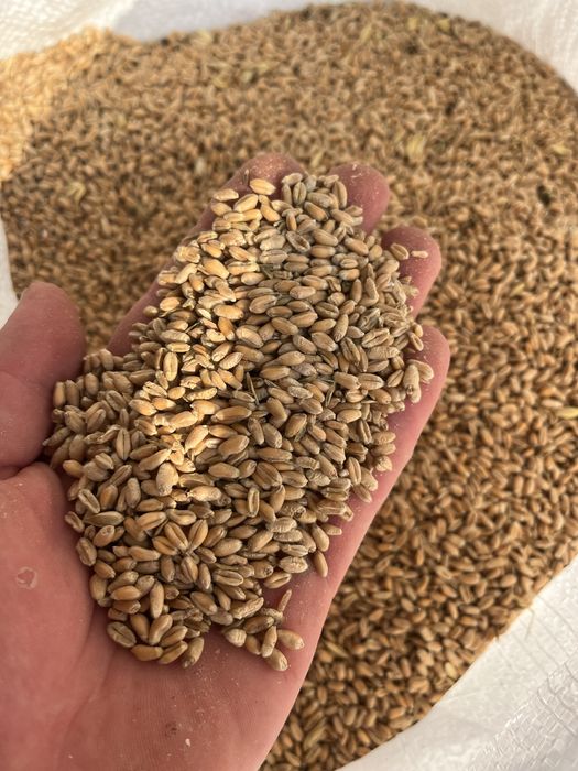 Vand grau calitate foarte buna