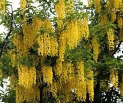 Златен дъжд (Laburnum anagyroides)