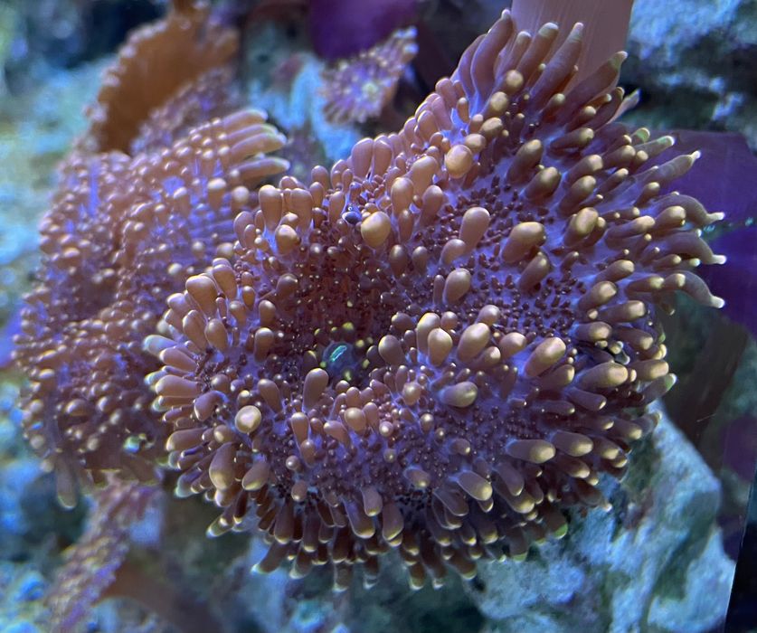 Corali soft acvariu recif