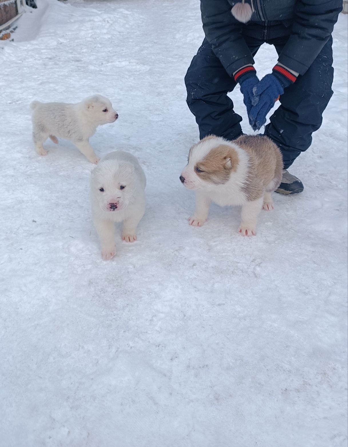 Продам щенка алабая