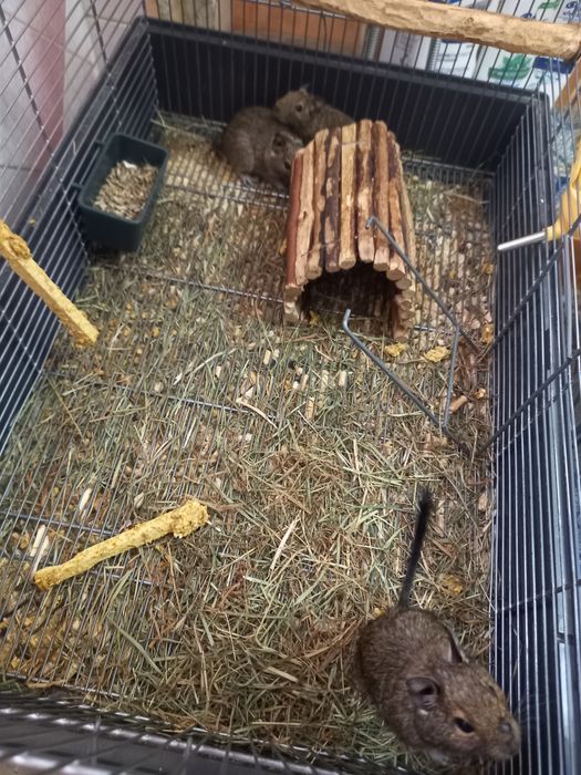 De vânzare veverițe Degu
