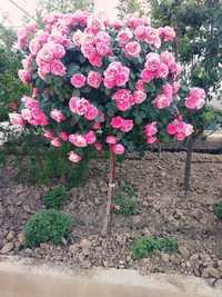 Штамповый роза shtambiviy roza