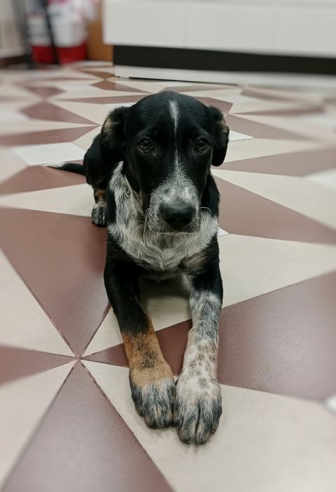 Собачки в поисках дома