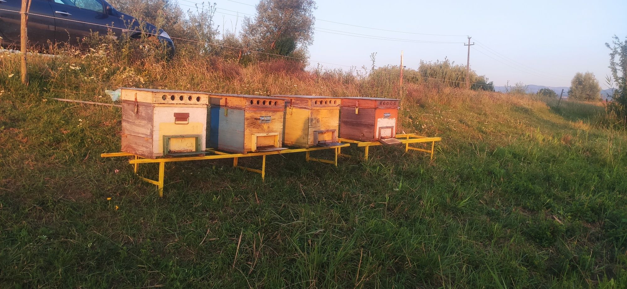 Vând 4 famili de albine cu lada