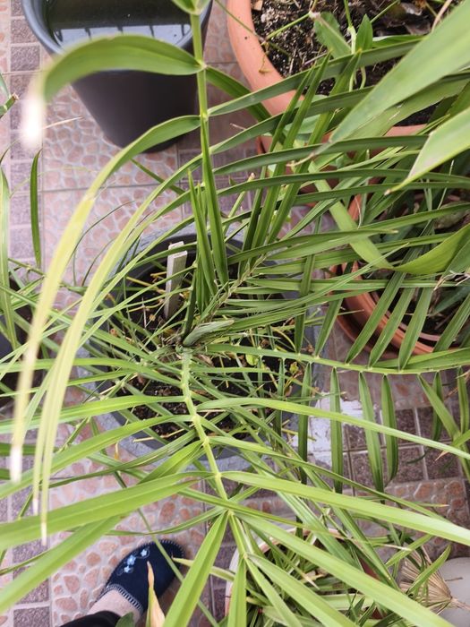 Палми.    финикови