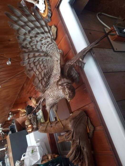 vând păsări împăiate