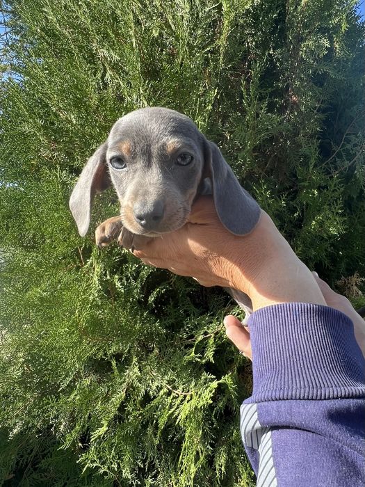 Мини Далел Dakel