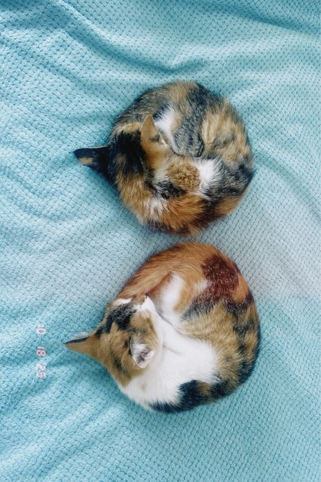 Котята (мысыктар)