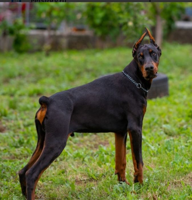 Продам доберман послушный команда понимает