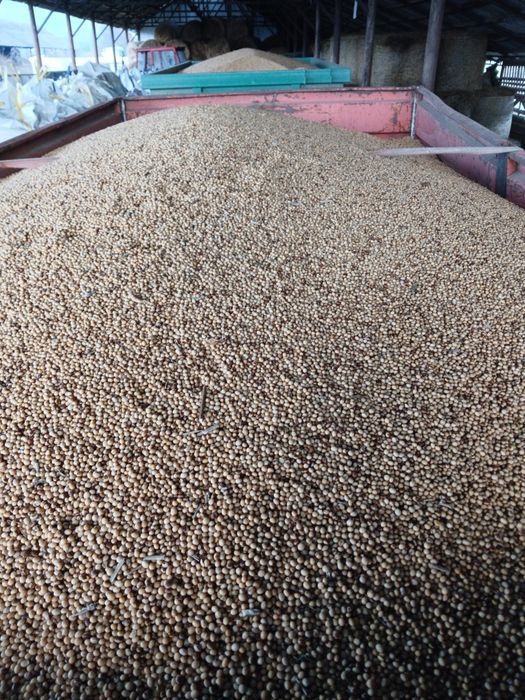 Vand Soia Pioneer M10 si Kws Chiaki 2025