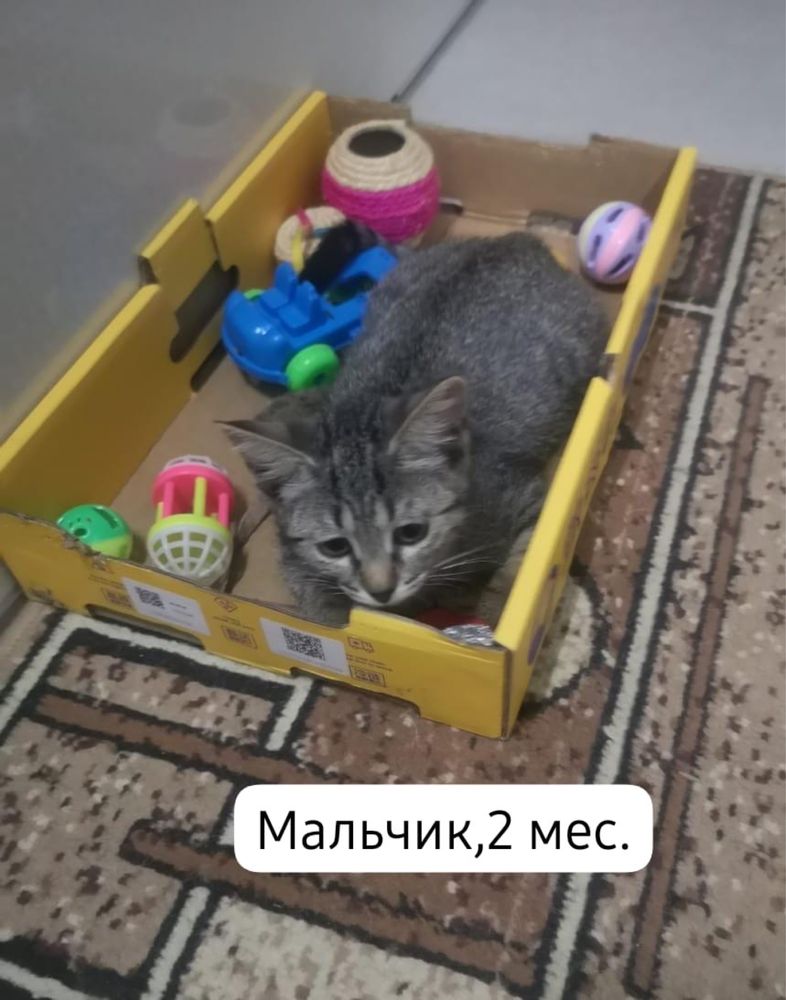 Маленькие пушистики ищут дом