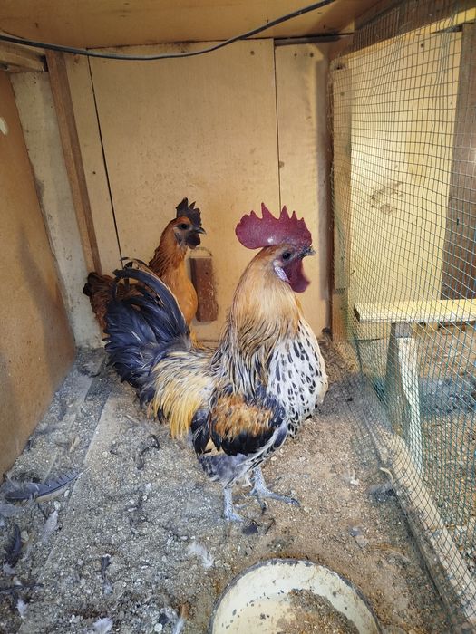 Лакеданза сотилади 1+1