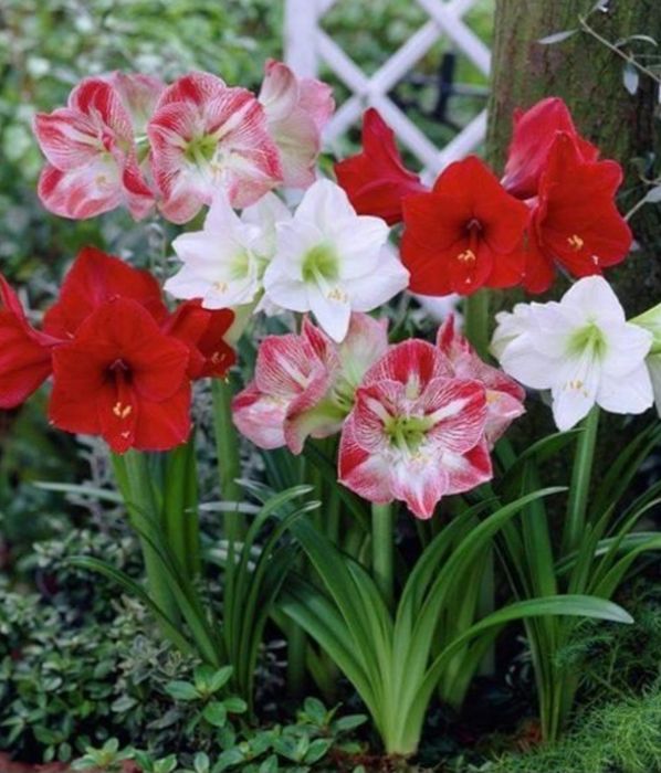 Продам Гипераструмы