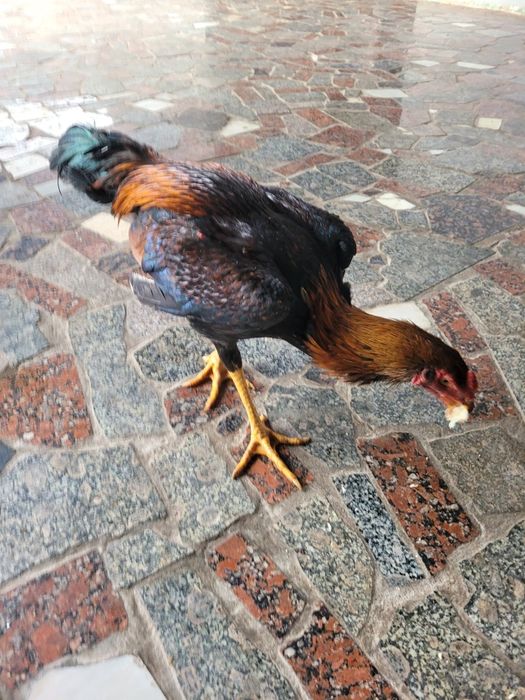 Dakan xoroz sotiladi