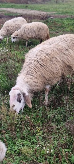 Vand Berbec Bergamask