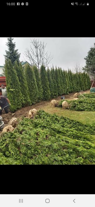 Tuia brazi spirale pon pon cedrus Danica magnolia prunus și multe alte