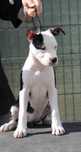 Femela amstaff de vanzare