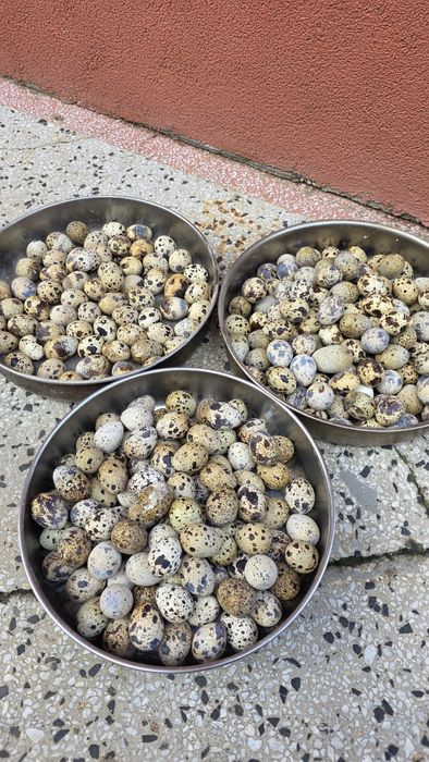 Пъдпъдъчи яйца фараони