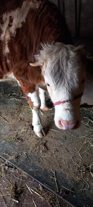 Vitica Zimaltan de 600kg