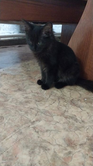 Отдам котят в добрые руки. Бесплатно. Срочно