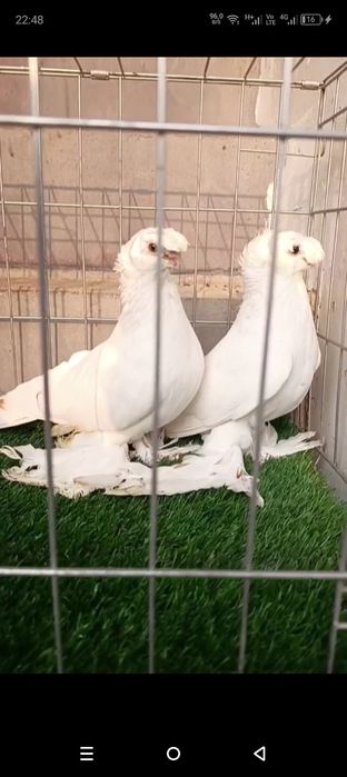 Kabutar gulbodomla sotiladi