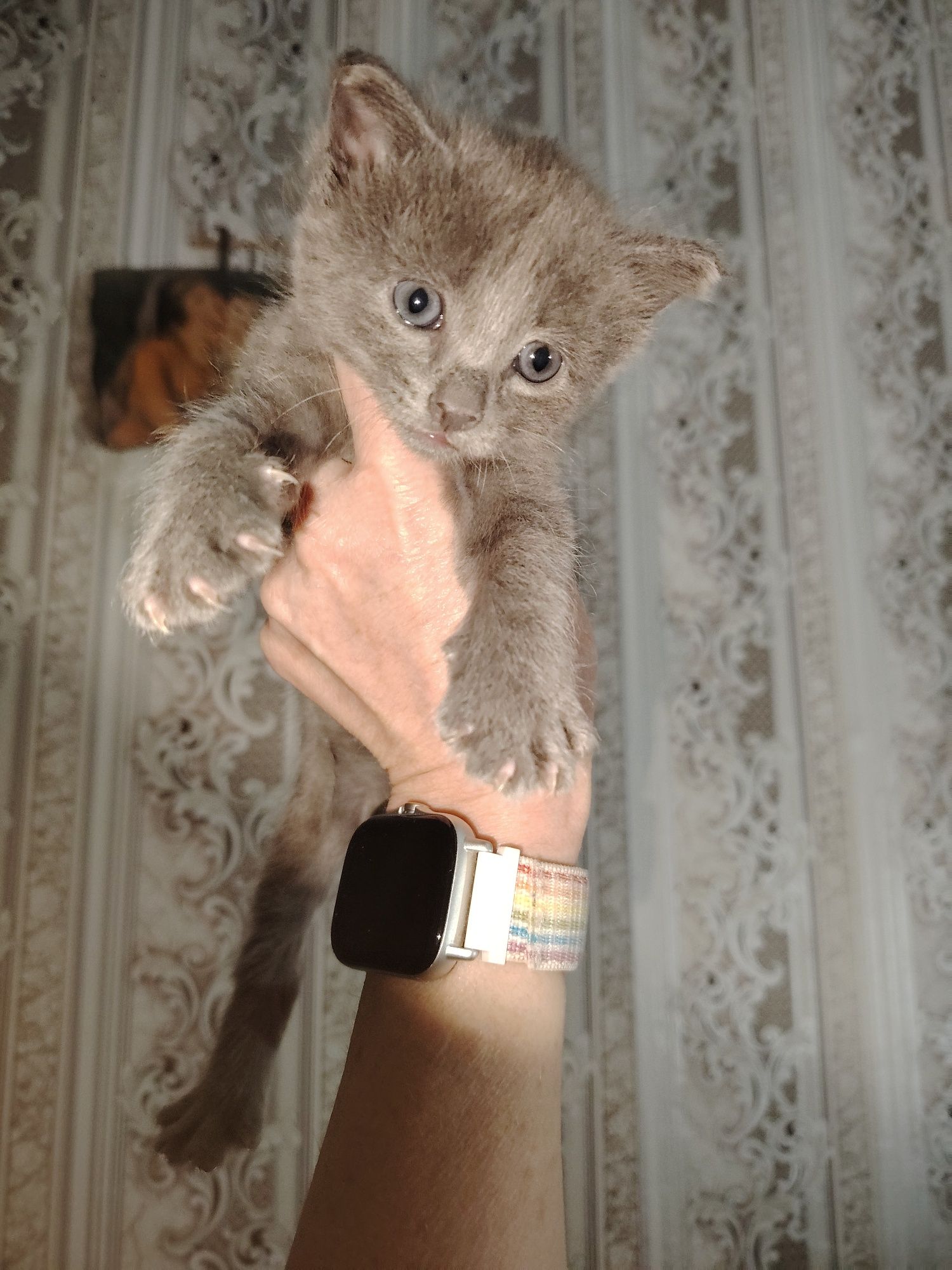 Отдам котят в хорошие руки