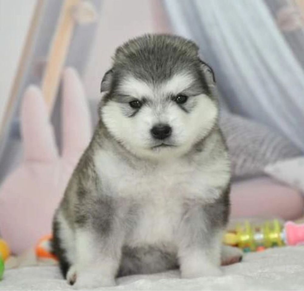 Husky siberian malamut  puiut