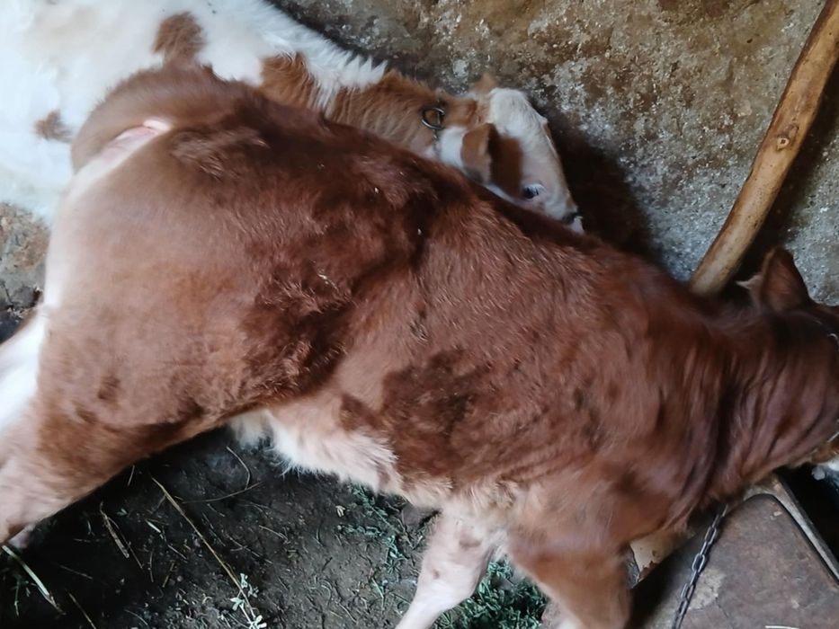Vând taur de un an jumate, și doua vițele de doua luni jumate
