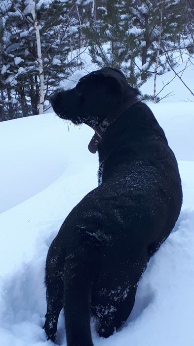 Мальчик ищет невесту