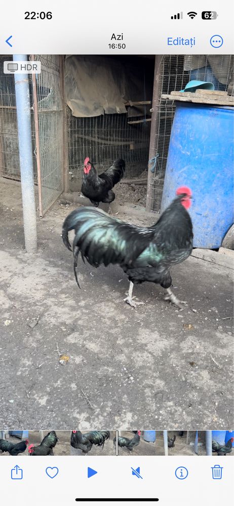 Vand cocosi Australorp 2023