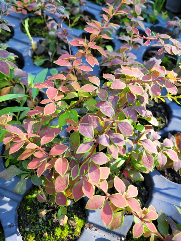 Berberis Coronita (Dracilă)