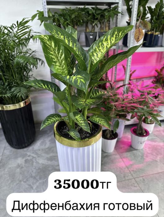 Дарите улыбки с нашими цветами