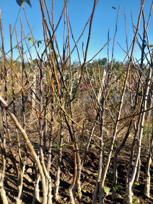 Vând puieti de nuci altoiți. Anul.4