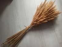 Buchet plantă ornamentală