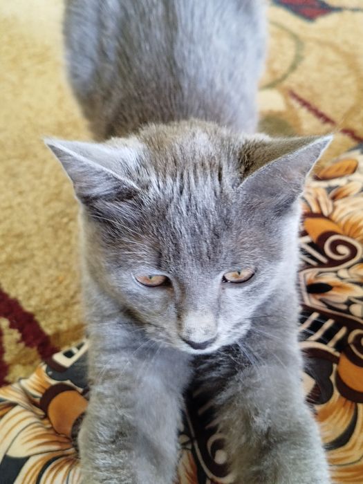 Scottish fold cat