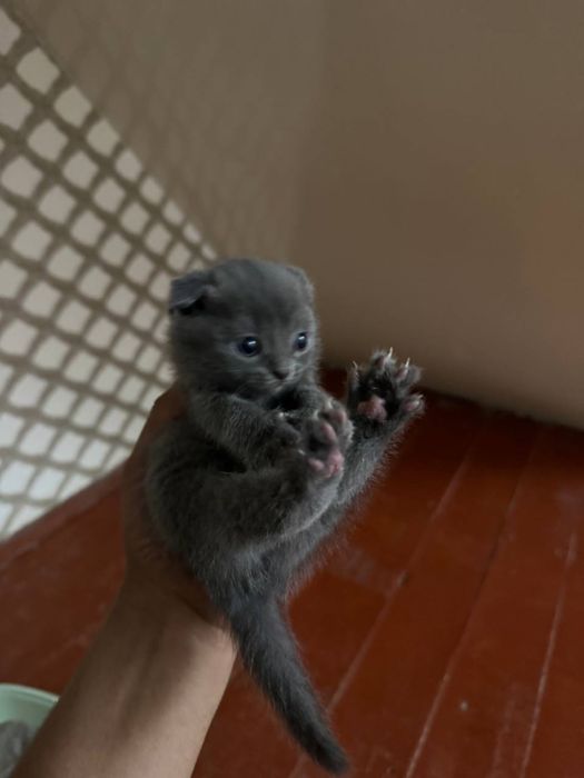 Scottish fold strayt