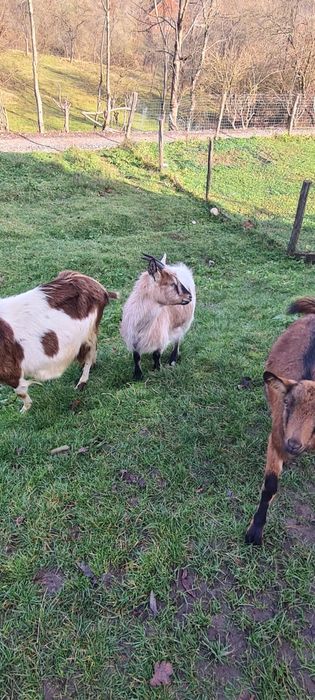 Vand 3 capre una gestanta si doua iede de anul asta.