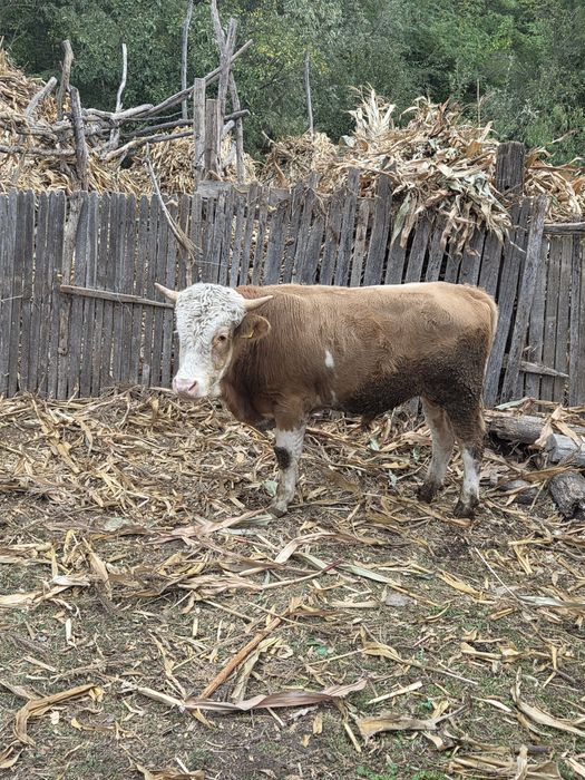 Taur de vânzare varsta1 1 an și 5 luni  aprox.350-400kg.