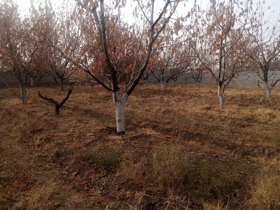 Ховли чек сотилали срочно