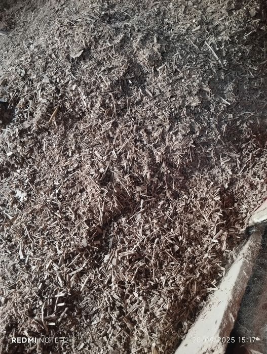 Apilk sotilodi xoltolonmogon