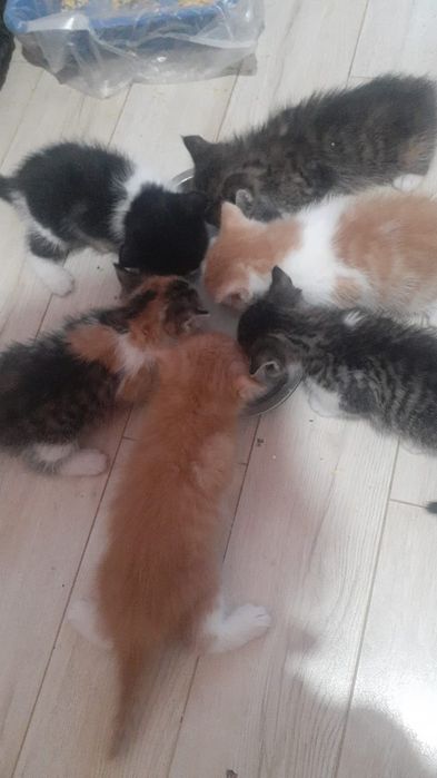 Котята отдам в хорошие руки