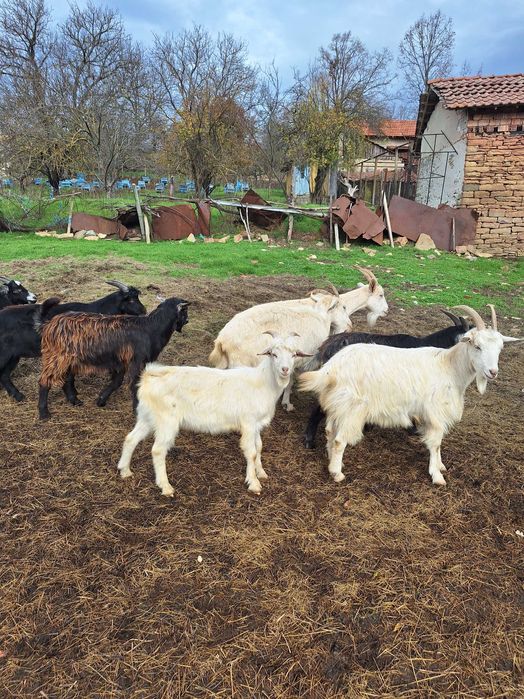 Миналогодишни мъжки пърчове