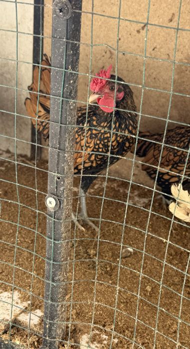 Япон хурозлари.