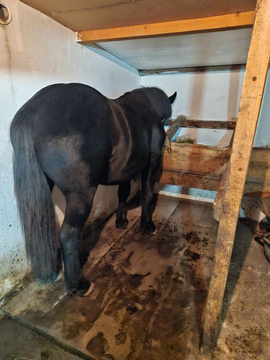 Manz de un an de vânzare